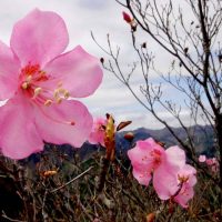 なんもく　花リレー