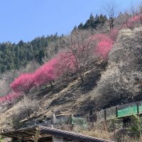 色づく村内