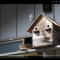 シジュウカラの子育て